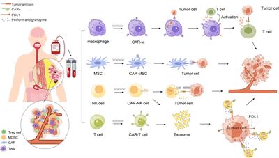 CAR-based immunotherapy for breast cancer  - Frontiers